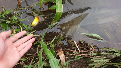 フロッグのナマズ