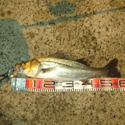 シーバス釣りしてきました❗