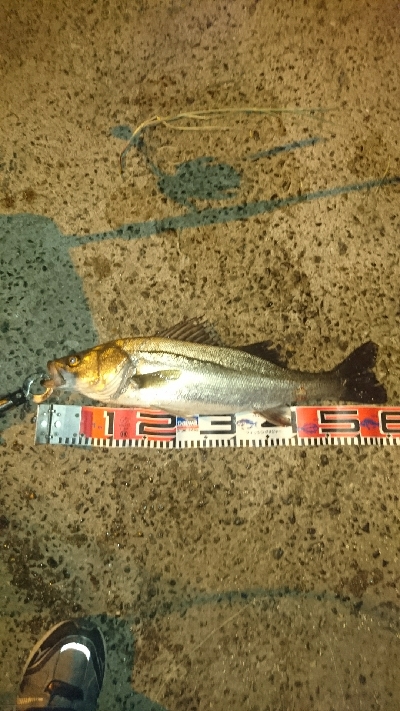 シーバス釣りしてきました❗