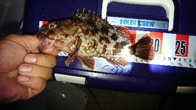 ロックフィッシュ