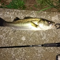 ふなっしーばす