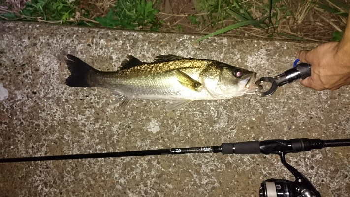 ふなっしーばす