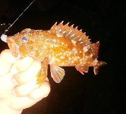 ケンサキ調査からのガシリング