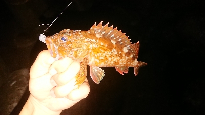 ケンサキ調査からのガシリング