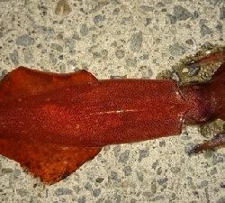 エギング釣行その23とロックフィッシュ