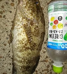 ロックフィッシュ釣行