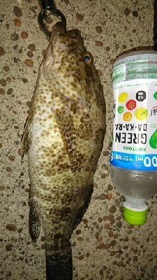 ロックフィッシュ釣行