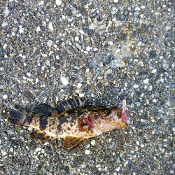 太いフロロは動きが悪い