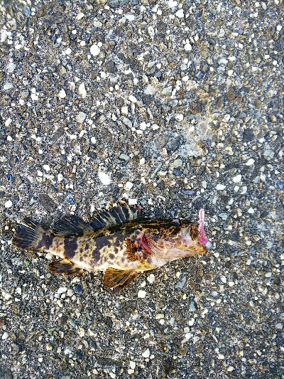 太いフロロは動きが悪い