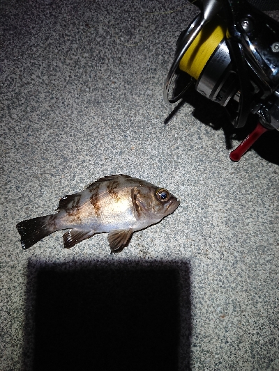 まだ、終わらない。