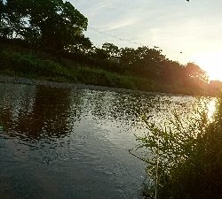 ハス(ケタバス)