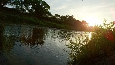 ハス(ケタバス)