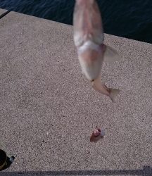 ロックフィッシュ&キス釣り