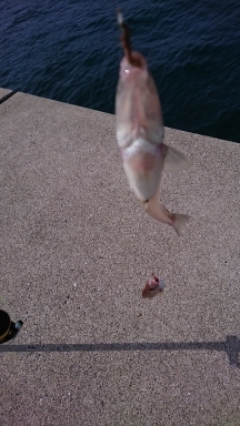 ロックフィッシュ&キス釣り