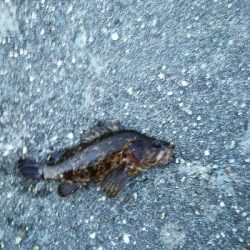 久しぶりの爆釣