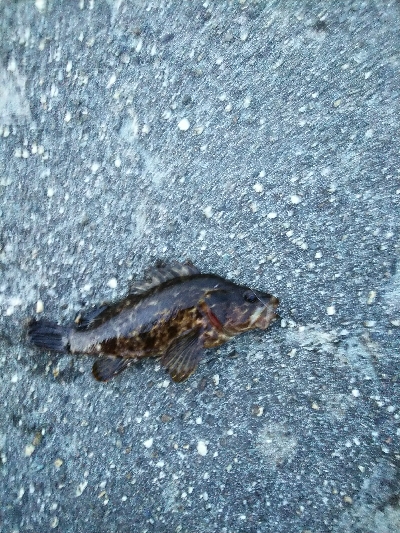 久しぶりの爆釣