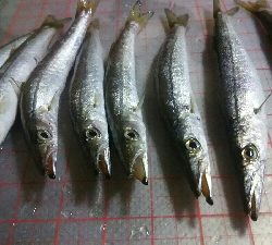 夕方にかるーく