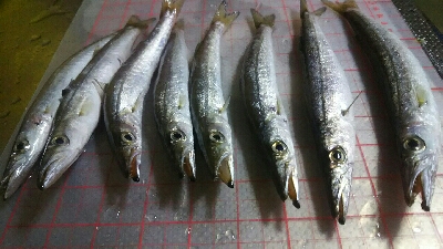 夕方にかるーく