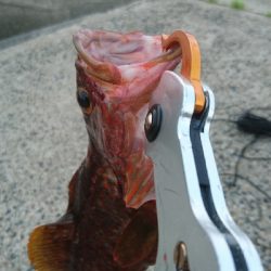 ショアスローでロックフィッシュ(∩´∀｀)∩ﾜｰｲ