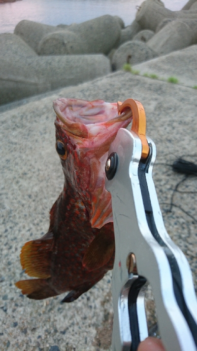 ショアスローでロックフィッシュ(∩´∀｀)∩ﾜｰｲ