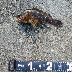 初めての青物狙い