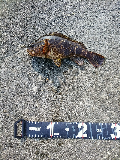 初めての青物狙い