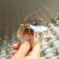 スピナーベイト