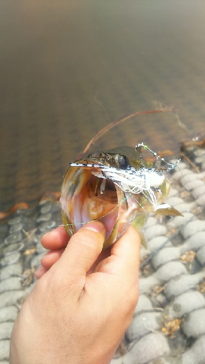 スピナーベイト