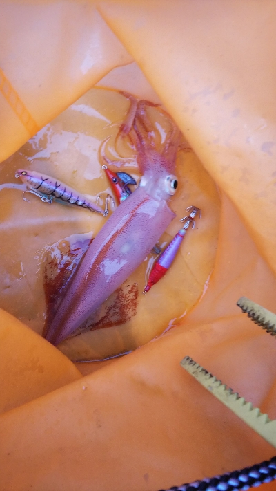 myボートでイカメタル