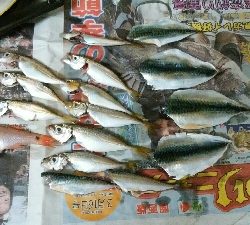 サビキでサバコ&豆アジ