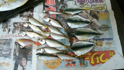 サビキでサバコ&豆アジ