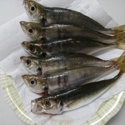 アジングのはずがまたチヌ…