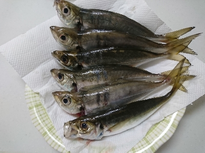 アジングのはずがまたチヌ…