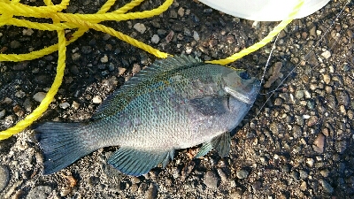 ジギング＆小物釣り