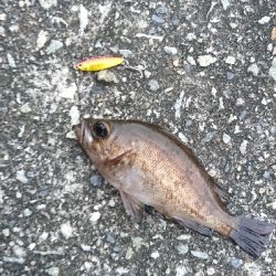 マイクロジギング