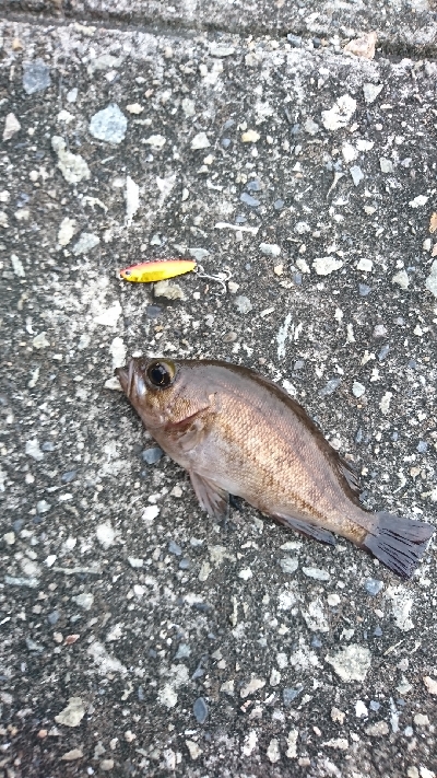 マイクロジギング