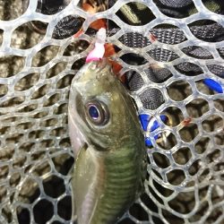 アジング、パターン掴めず