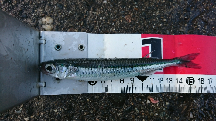 田曽浦でサビキ釣り