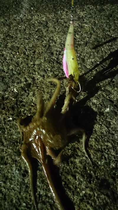 ロッドを新調しましたので墨付けです！