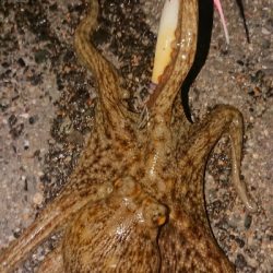 仲間とタコ釣り(笑)