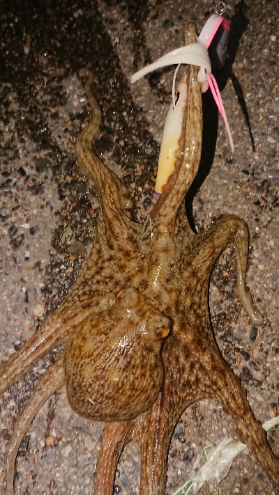 仲間とタコ釣り(笑)