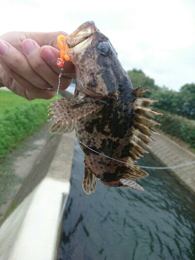 今日の釣果
