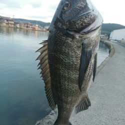 今日の釣果