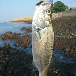 今日の釣果