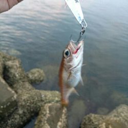 今日の釣果