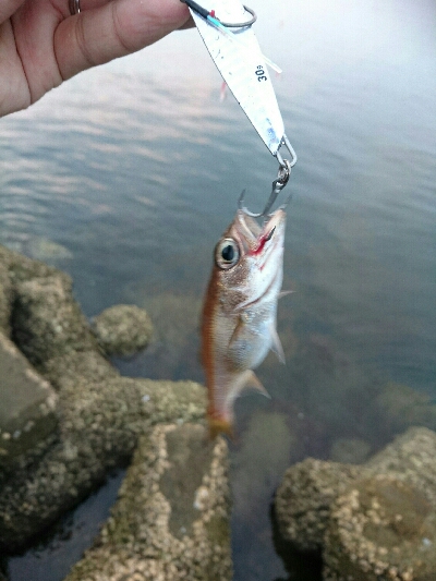 今日の釣果