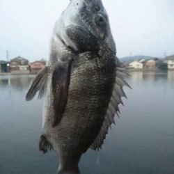 今日の釣果