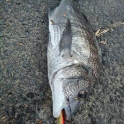 今日の釣果