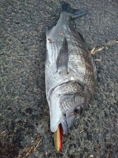 今日の釣果