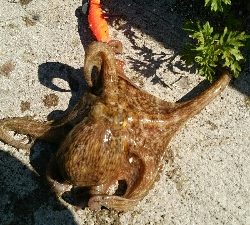 今年は渋い…。